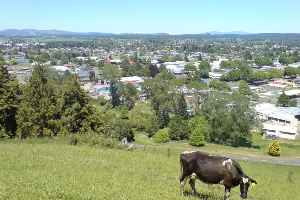 Tokoroa From Scenic Lookout