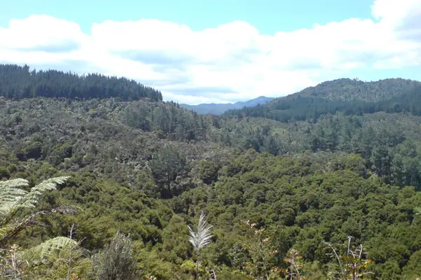 Coromandel Peninsula Landscape