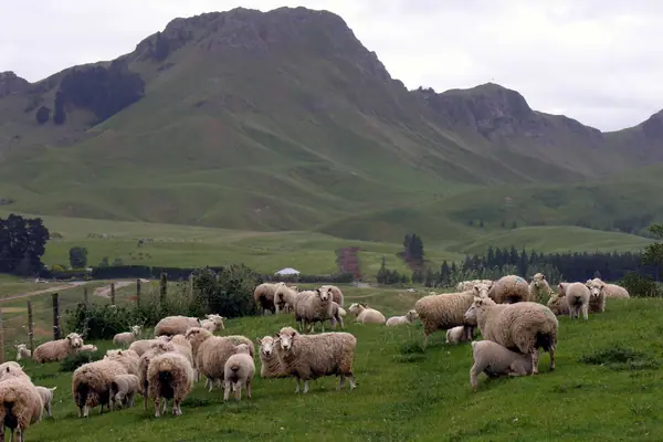 Te Mata Peak from Tuki Tuki Road, Hawkes Bay, New Zealand, 22 November 2005 (65884464)