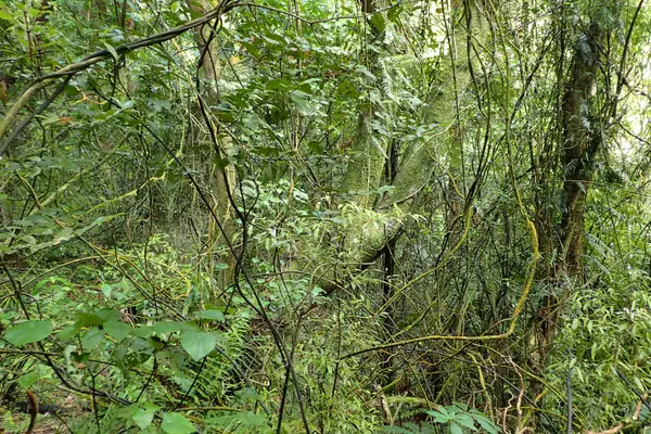 Mount Ngongotaha Scenic Reserve kz1